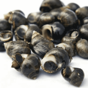 cuisson bigorneaux cuisson bigorneaux, temps de cuisson bigorneaux, bigorneaux